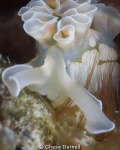 "Mr. T"
A portrait of a Lettuce Sea Slug sporting the cl... by Chase Darnell 